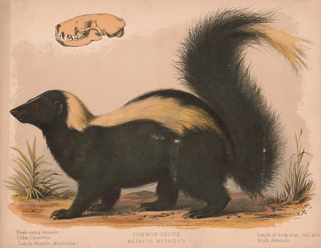 Common Skunk Mephitis Mephitica