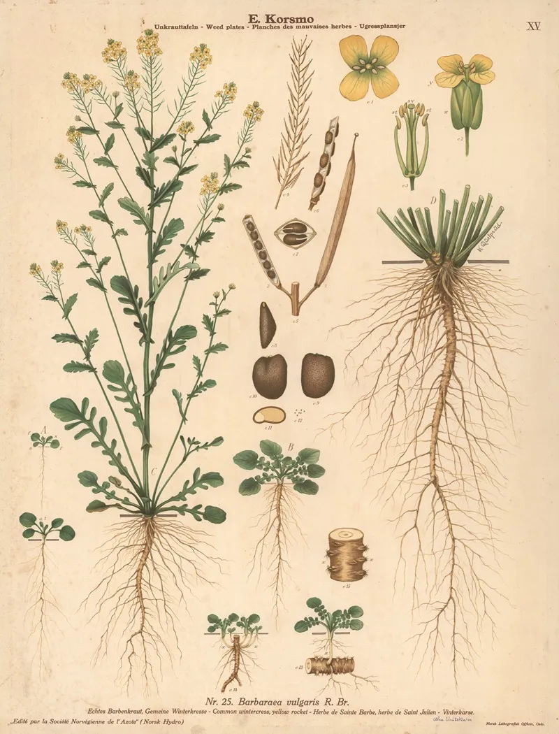 Common Wintercress Yellow Rocket Wall Art by Knut Quelprud - High-Resolution Digital Print