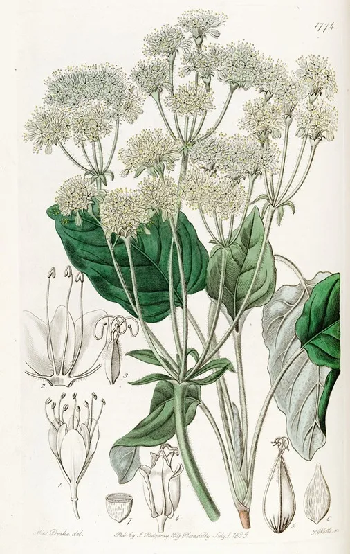 Compound Eriogonum Wall Art by Sydenham Edwards - High-Resolution Digital Print