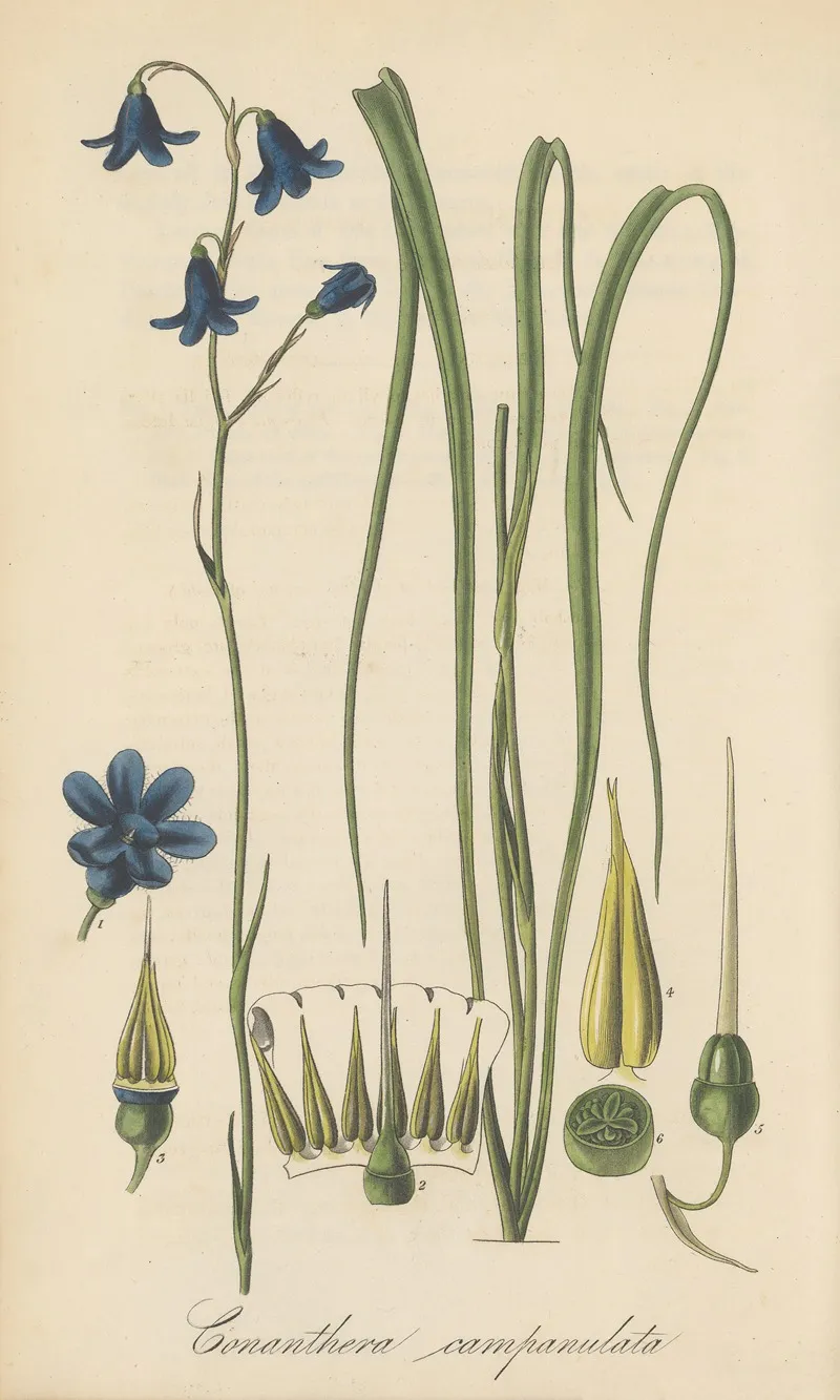 Conanthera Campanulata Wall Art by William Jackson Hooker - High-Resolution Digital Print