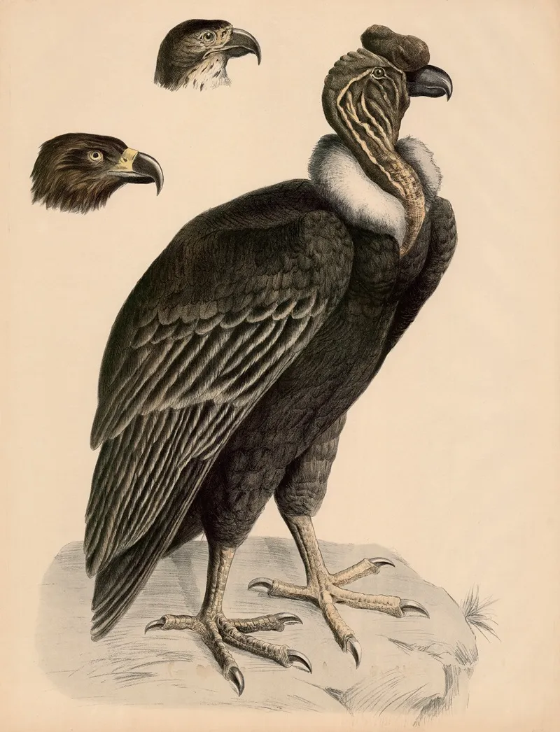 Condor Sarcohamphusrgryphus Kopf Des Adler Und Habicht Wall Art by Franz Engleder - High-Resolution Digital Print