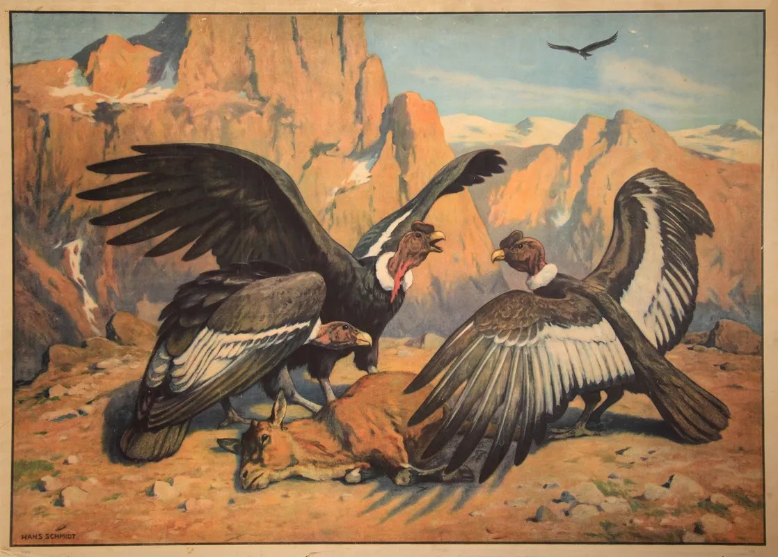 Condor Wall Art by Hans Schmidt - High-Resolution Digital Print