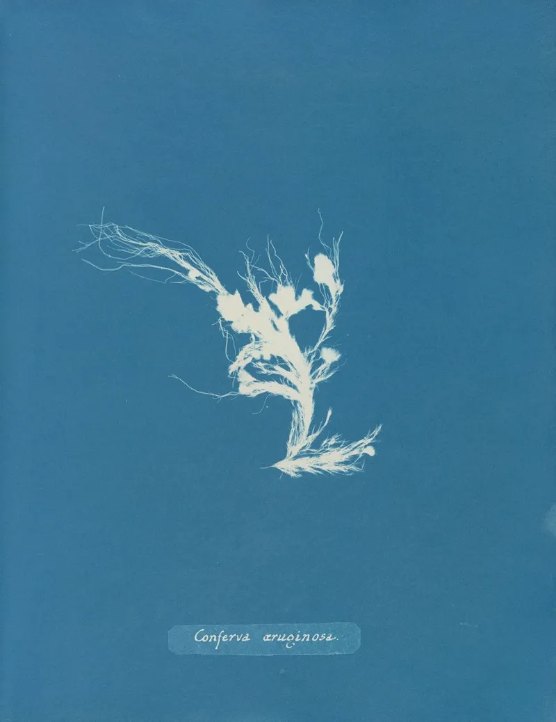 Conferva Aeruginosa Wall Art by Anna Atkins - High-Resolution Digital Print