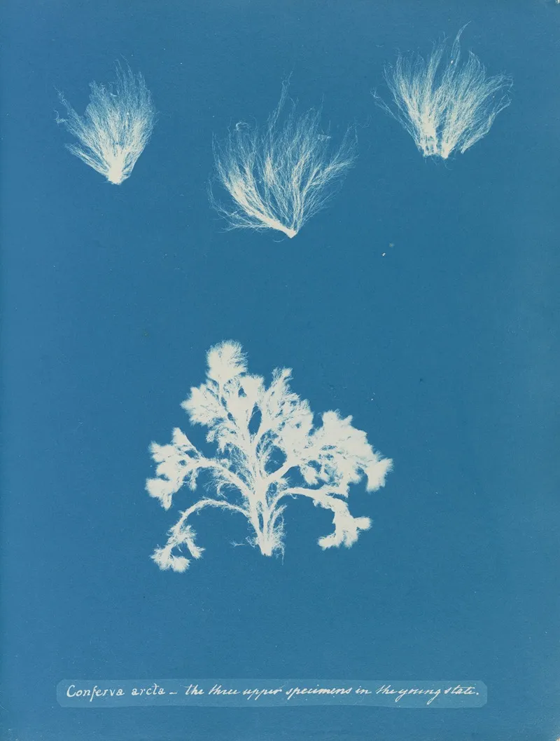 Conferva Arcta The Three Upper Specimens In The Young State Wall Art by Anna Atkins - High-Resolution Digital Print