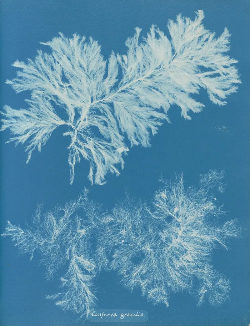 Conferva Gracilis Wall Art by Anna Atkins - High-Resolution Digital Print