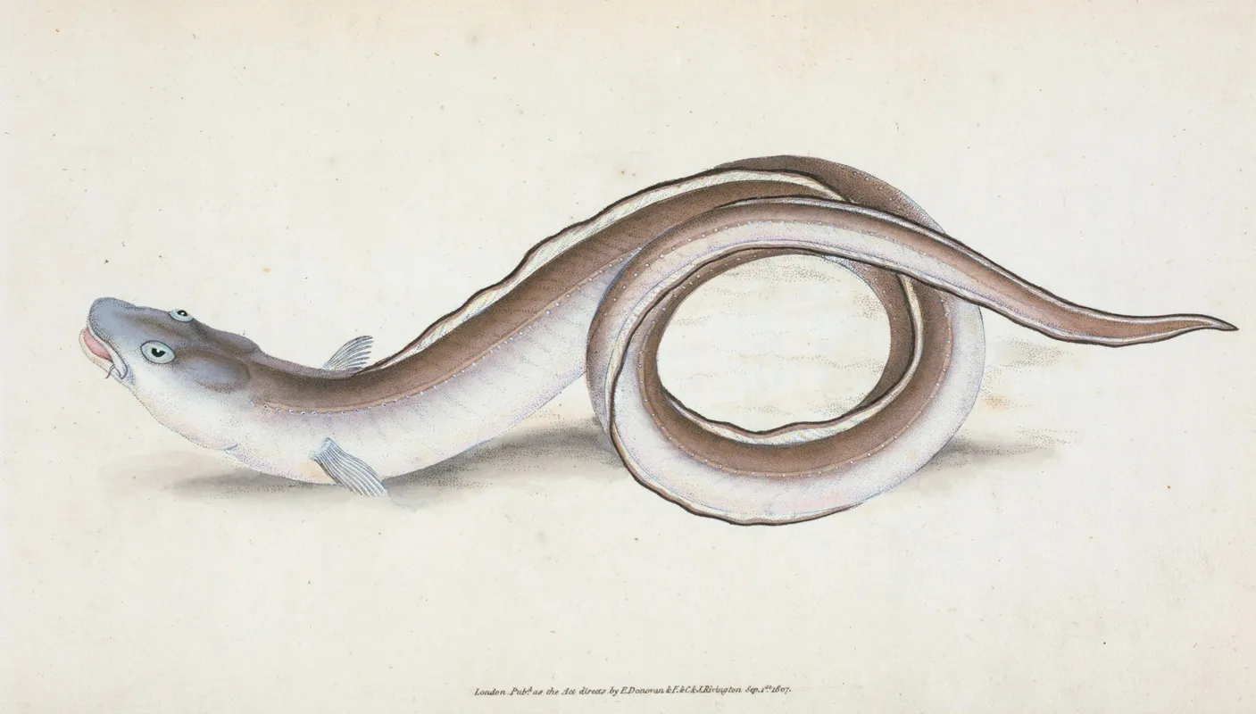 Conger Eel Muraena Conger Wall Art by Edward Donovan - High-Resolution Digital Print