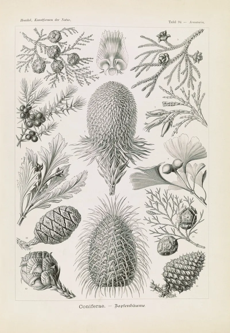 Coniferae Bapfenbaume Wall Art by Ernst Haeckel - High-Resolution Digital Print