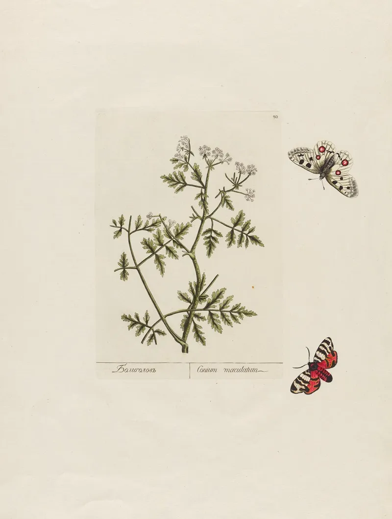 Conium Maculatum Wall Art by Petr Martynovich Gofman - High-Resolution Digital Print