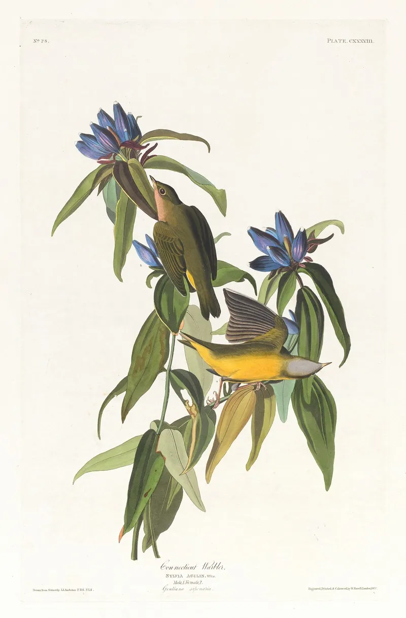 Connecticut Warbler Wall Art by John James Audubon - High-Resolution Digital Print
