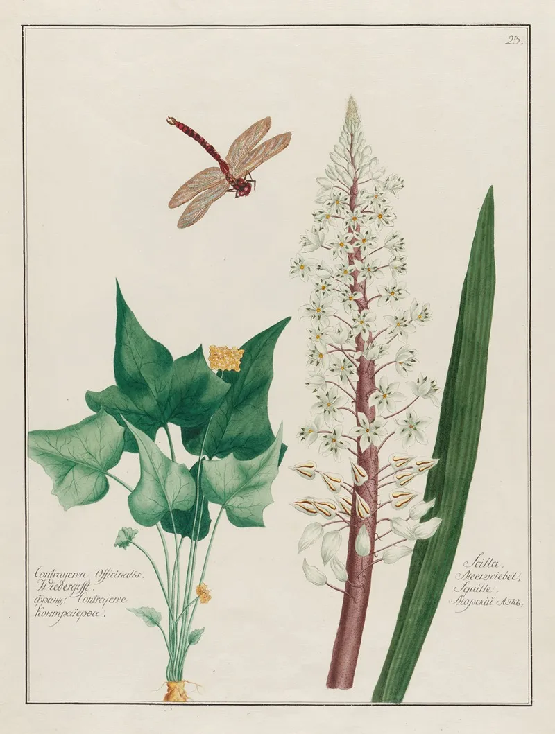 Contrayerva Officinalis And Scilla Wall Art by Petr Martynovich Gofman - High-Resolution Digital Print