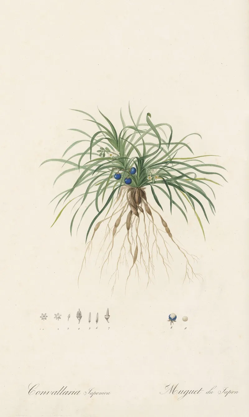 Convallaria Japonica Wall Art by Pierre Joseph Redouté - High-Resolution Digital Print