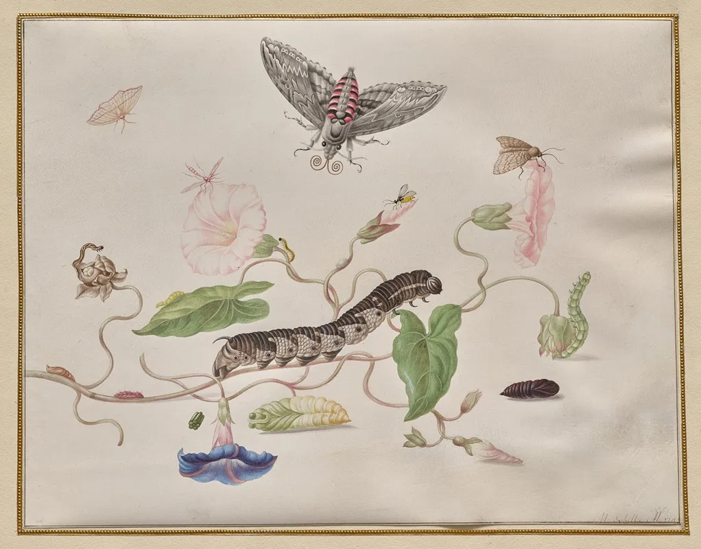 Convolvulus And Metamorphosis Of The Convolvulus Hawk Moth