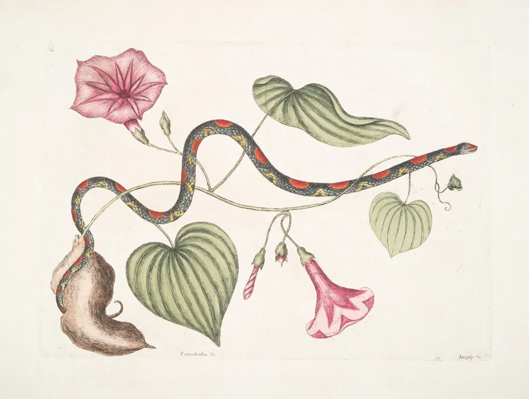 Convolvulus Anguis C The Bead Snake Wall Art by Mark Catesby - High-Resolution Digital Print