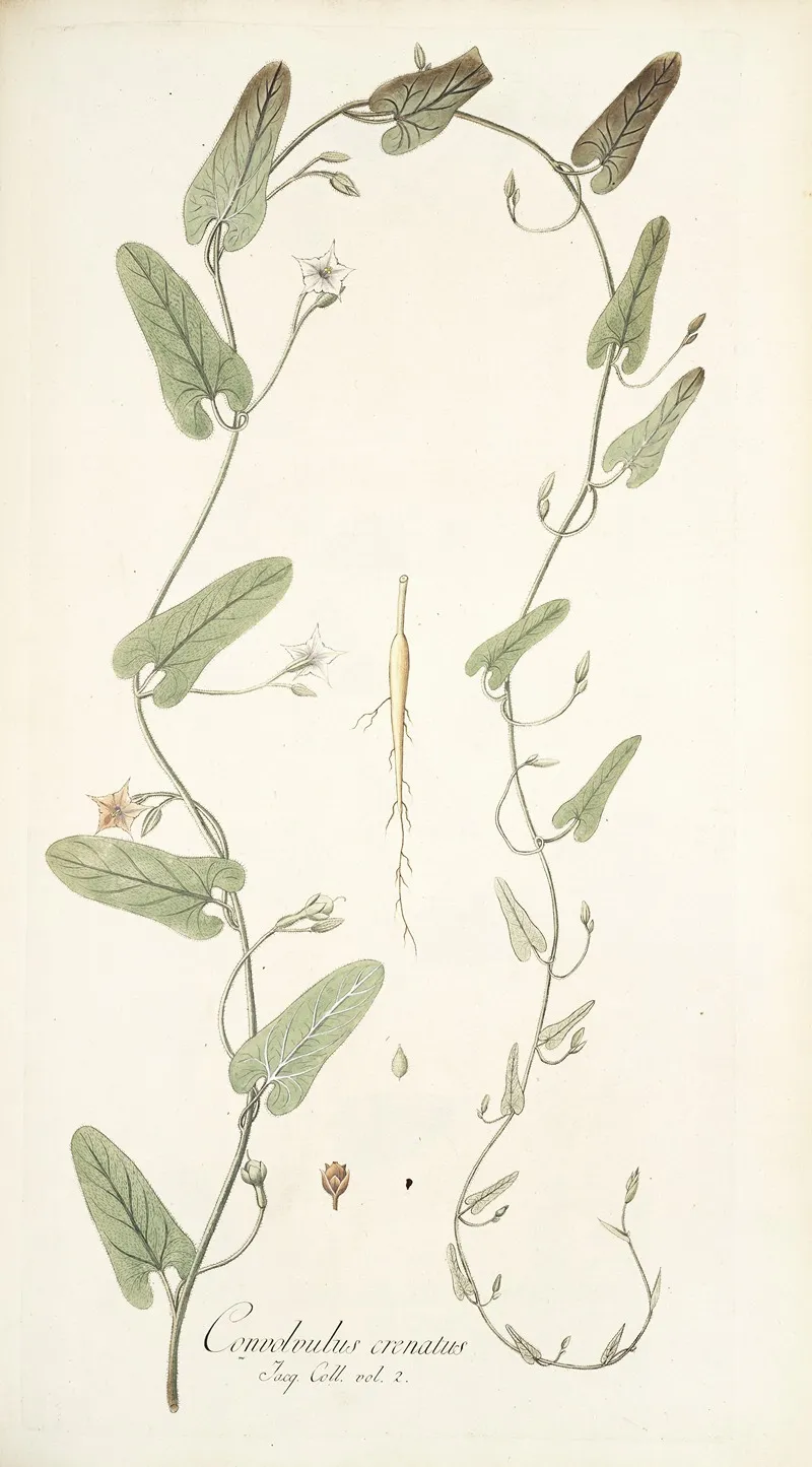 Convolvulus Crenatus Wall Art by Nikolaus Joseph Freiherr von Jacquin - High-Resolution Digital Print