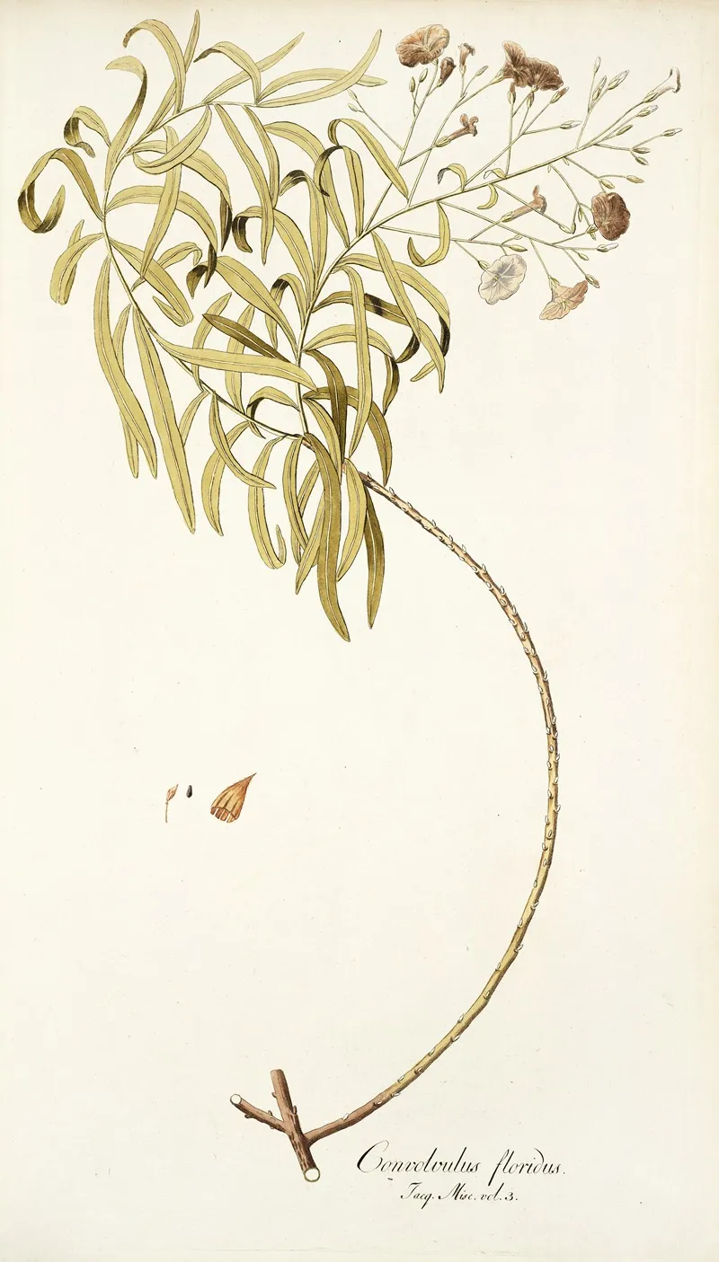 Convolvulus Floridus Wall Art by Nikolaus Joseph Freiherr von Jacquin - High-Resolution Digital Print
