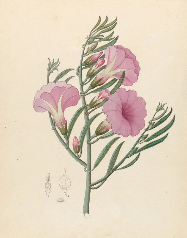 Convolvulus Ipomoea Oenotheroides Wall Art by Clemenz Heinrich Wehdemann - High-Resolution Digital Print