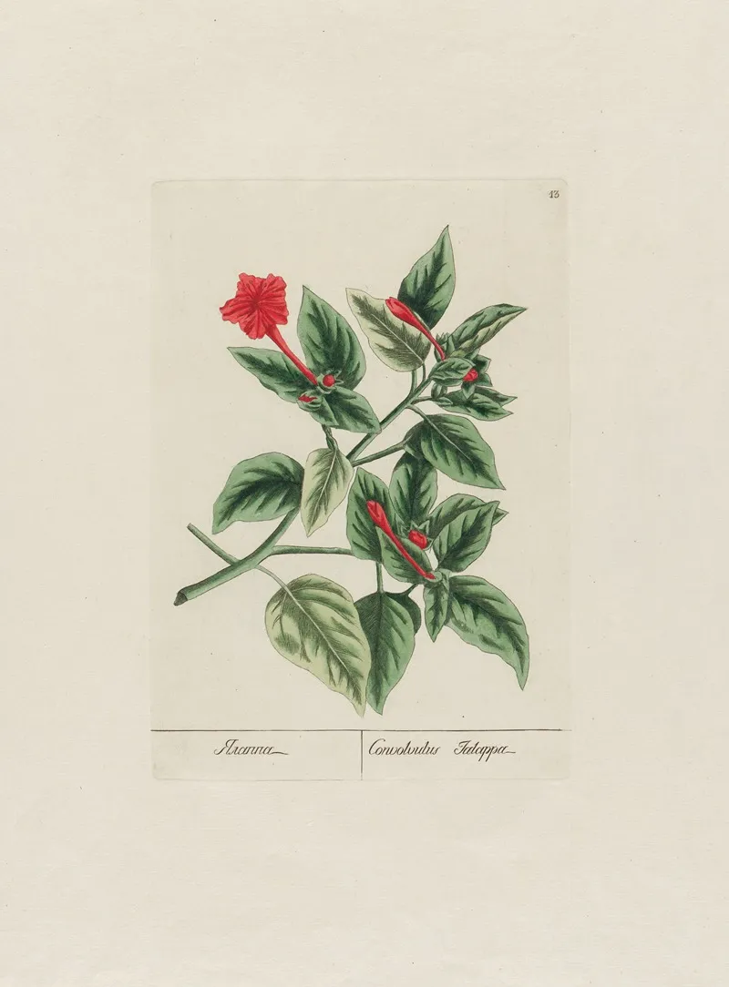 Convolvulus Jalappa Wall Art by Petr Martynovich Gofman - High-Resolution Digital Print