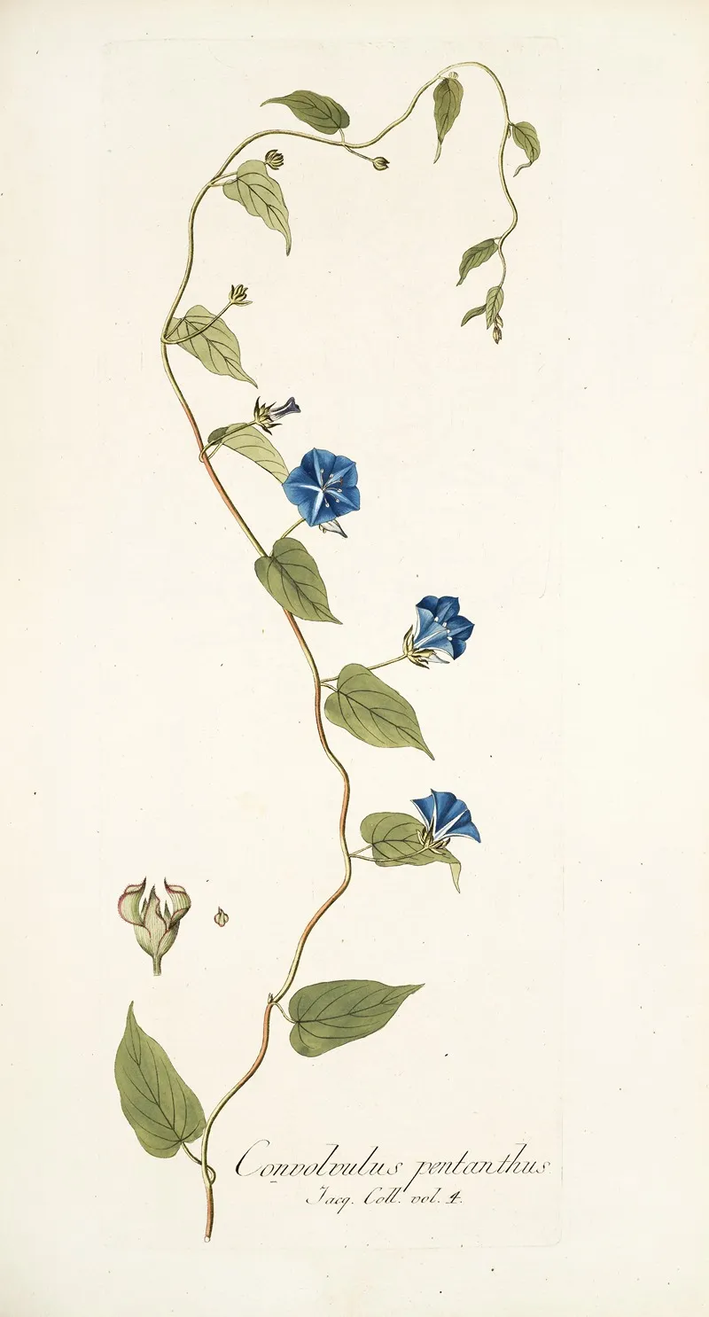 Convolvulus Pentanthus Wall Art by Nikolaus Joseph Freiherr von Jacquin - High-Resolution Digital Print
