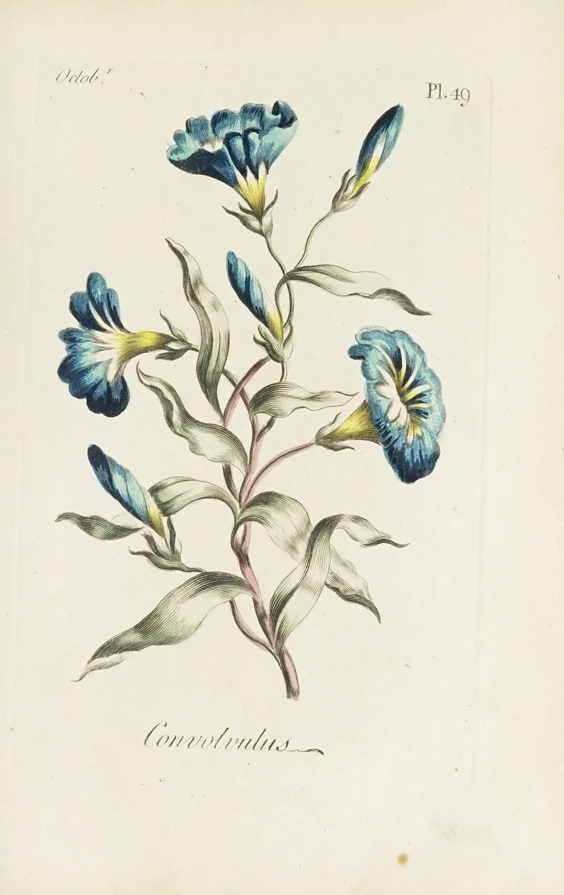 Convolvulus Wall Art by Carington Bowles - High-Resolution Digital Print