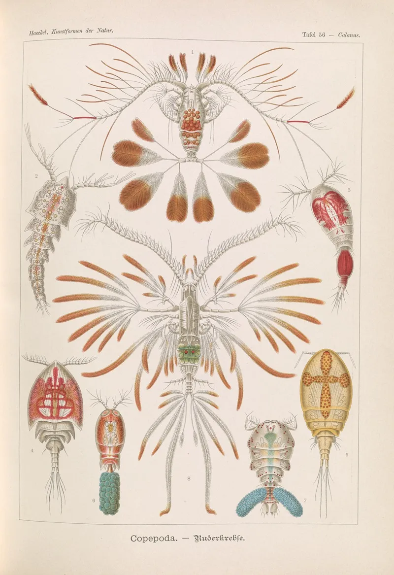 Copepoda Ruderkrebse Wall Art by Ernst Haeckel - High-Resolution Digital Print