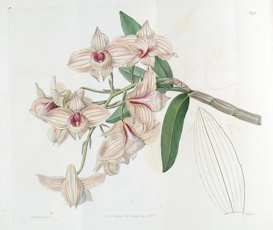 Copper Coloured Dendrobium Wall Art by Sydenham Edwards - High-Resolution Digital Print