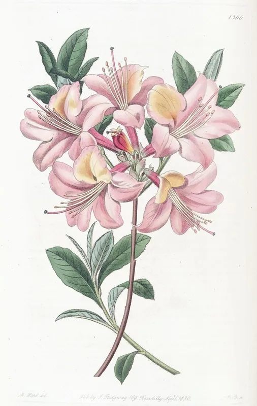 Copper Coloured Highclere Azalea Wall Art by Sydenham Edwards - High-Resolution Digital Print