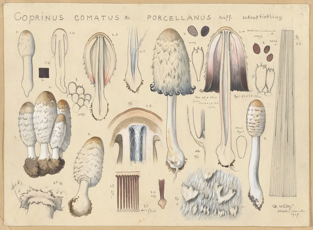 Coprinus Comatus Fr Porcellanus Schff Wall Art by Hans Walty - High-Resolution Digital Print