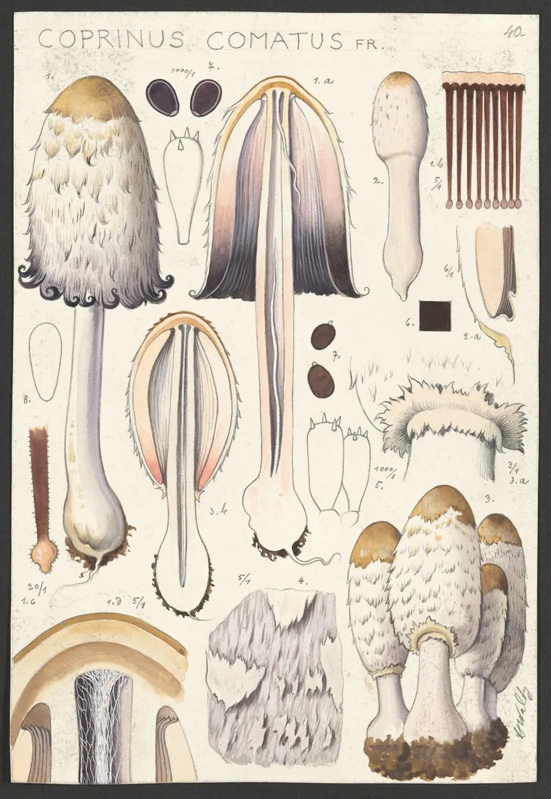 Coprinus Comatus Fr Wall Art by Hans Walty - High-Resolution Digital Print