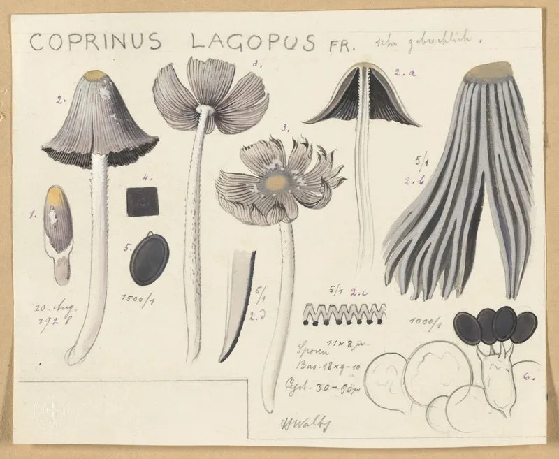 Coprinus Lagopus Fr Wall Art by Hans Walty - High-Resolution Digital Print
