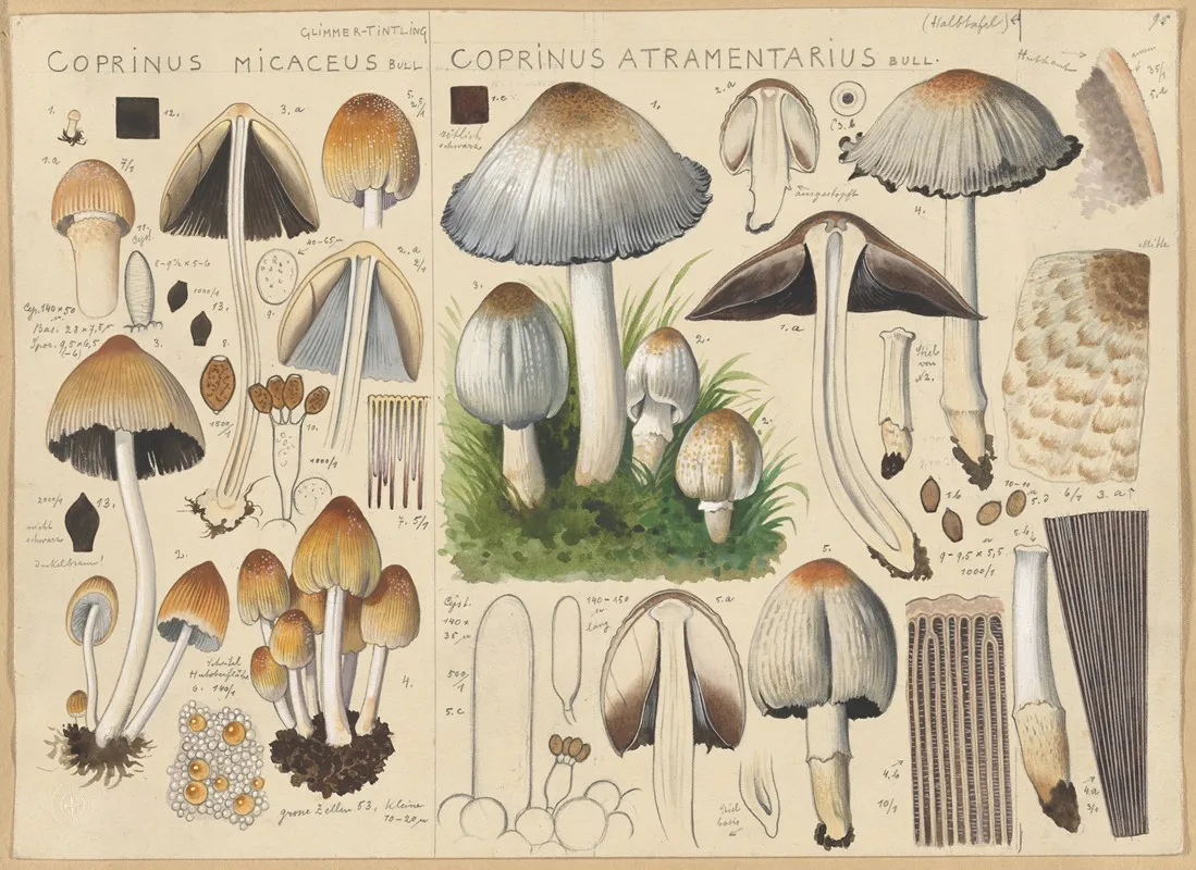 Coprinus Micaceus Coprinus Atramentarius Wall Art by Hans Walty - High-Resolution Digital Print