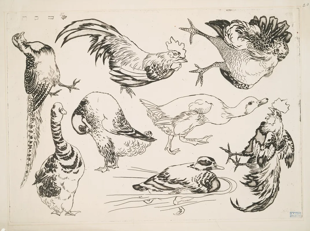 Coqs Et Canards