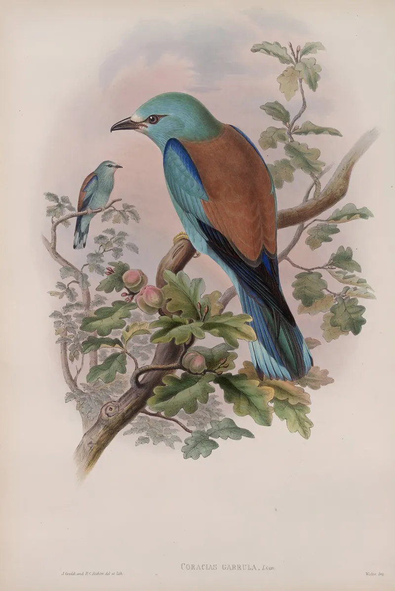 Coracias Garrula Roller Wall Art by John Gould - High-Resolution Digital Print