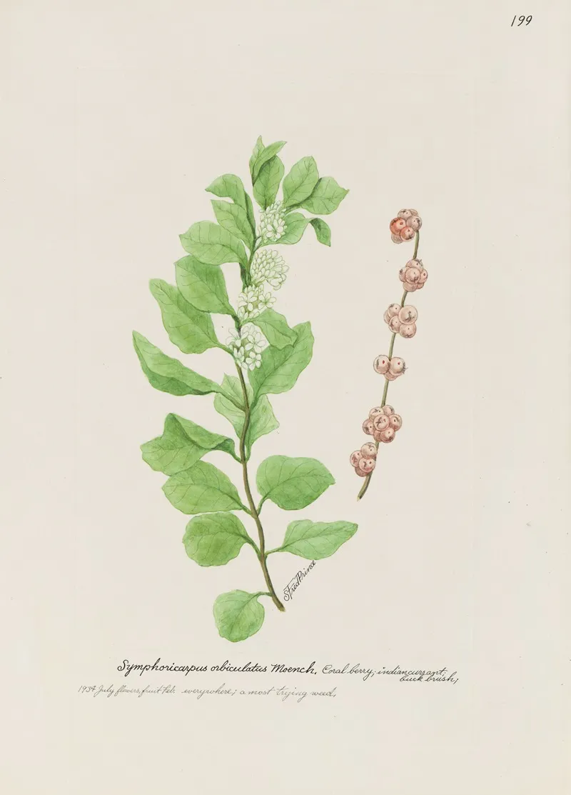 Coral Berry Wall Art by S. Fred Prince - High-Resolution Digital Print