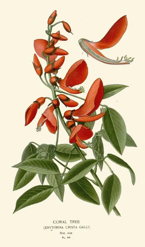 Coral Tree Wall Art by Edward Step - High-Resolution Digital Print