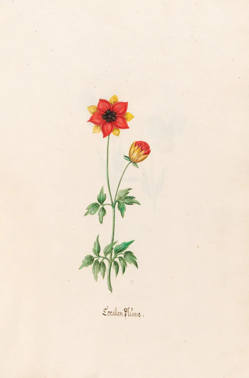 Corallen Blume Wall Art by Magdelena Rosina Funck - High-Resolution Digital Print