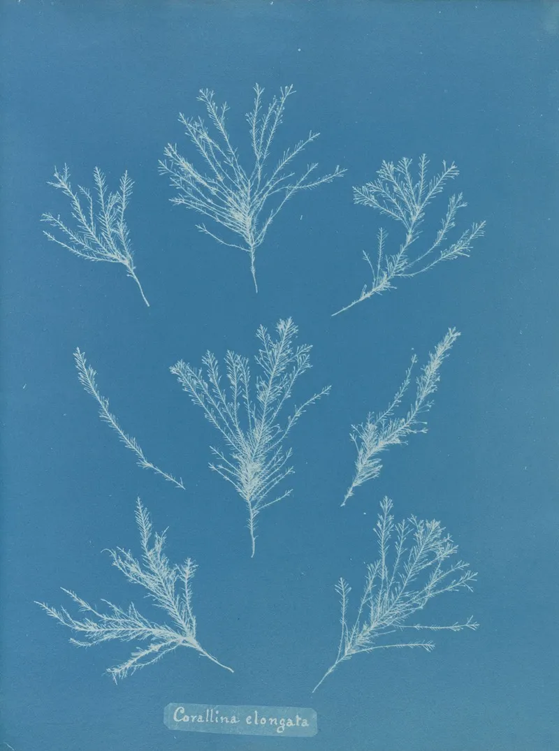 Corallina Elongata Wall Art by Anna Atkins - High-Resolution Digital Print
