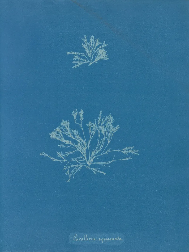 Corallina Squamata Wall Art by Anna Atkins - High-Resolution Digital Print