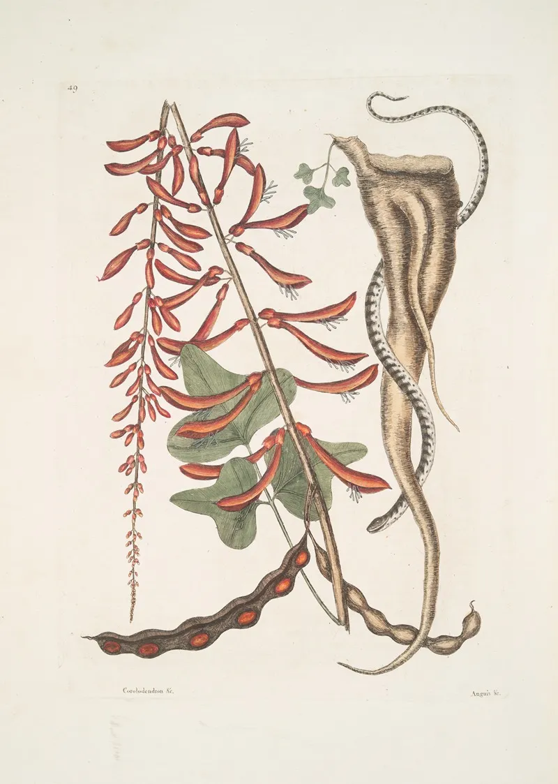 Corallodendron C Anguis Minor Fuscus Maculatus The Little Brown Bead Snake Wall Art by Mark Catesby - High-Resolution Digital Print