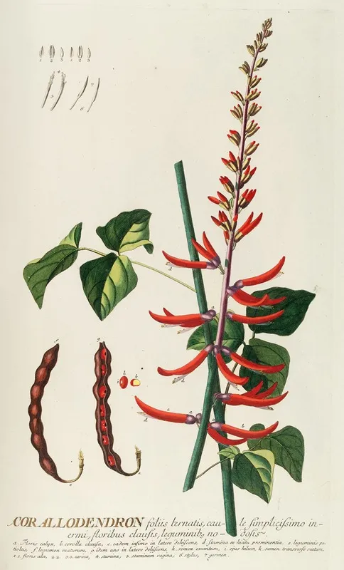 Corallodendron Ii Wall Art by Georg Dionysius Ehret - High-Resolution Digital Print