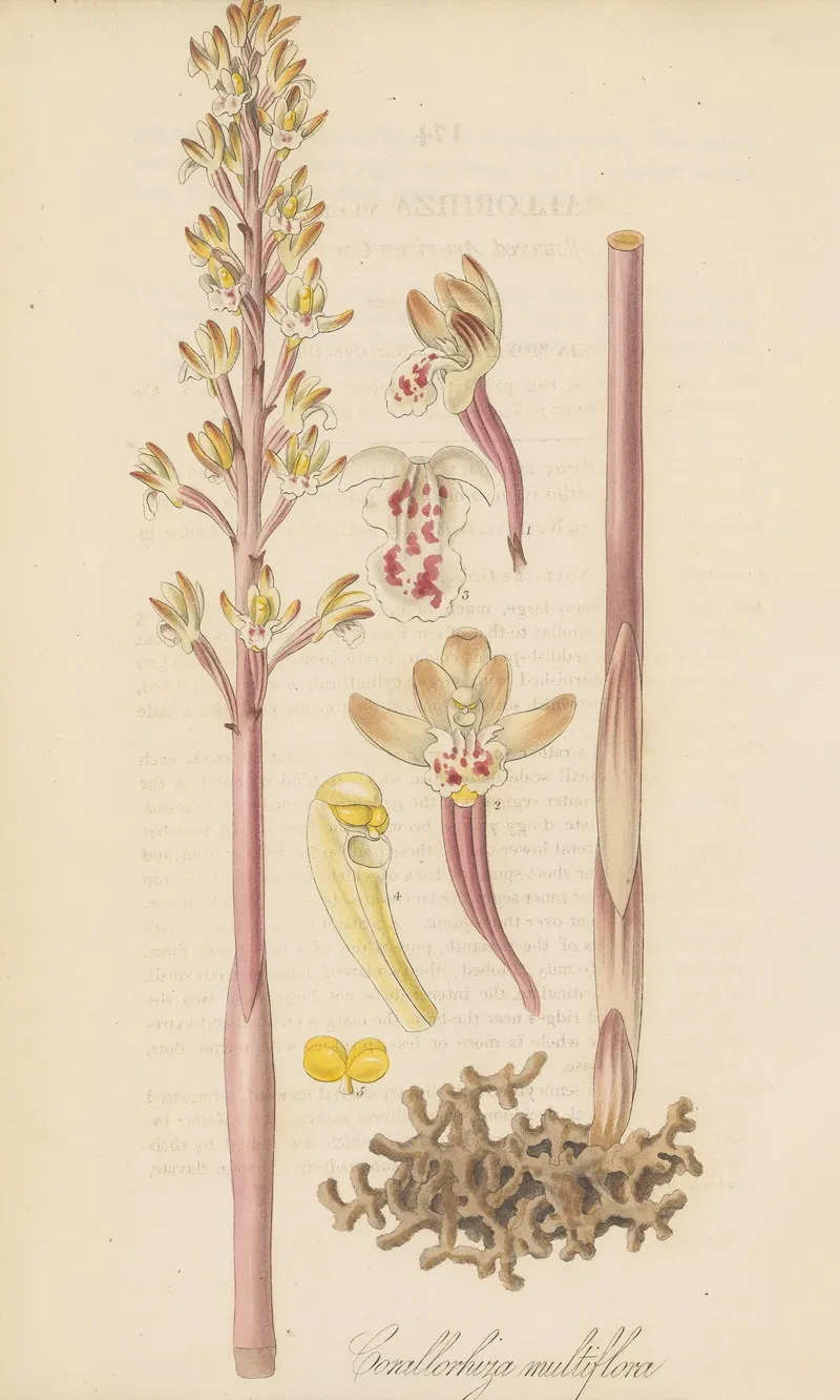 Corallorhiza Multiflora Wall Art by William Jackson Hooker - High-Resolution Digital Print
