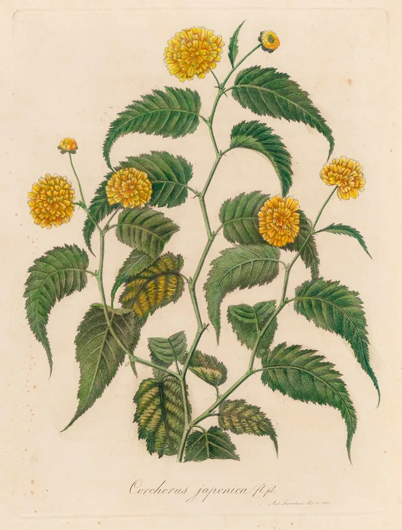 Corchorus Japonica Wall Art by Gaetano Savi - High-Resolution Digital Print