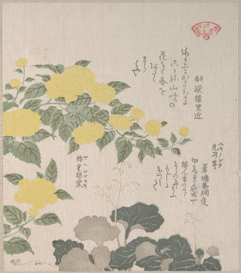 Corchorus Or Yellow Rose And Creeping Saxifrage