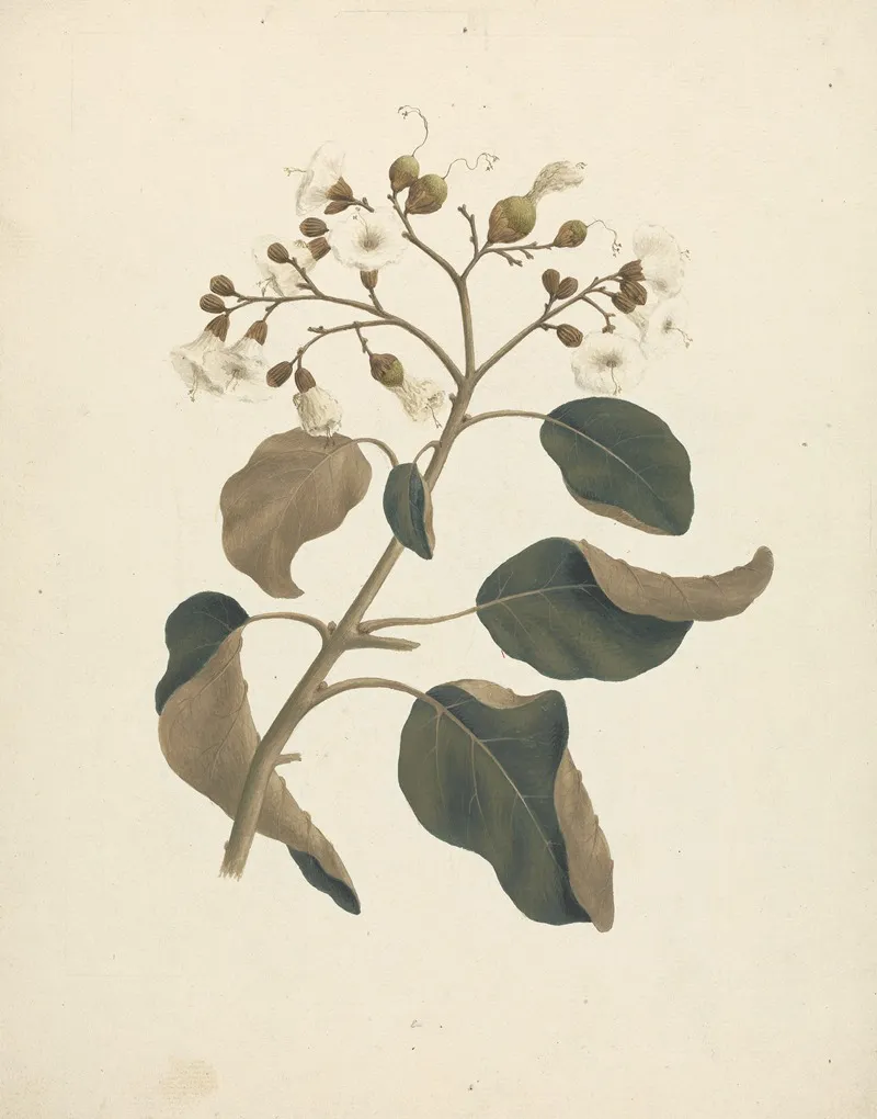 Cordia Abyssinica 2