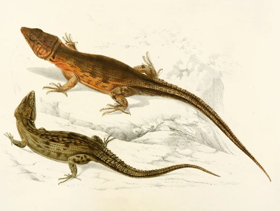 Cordylus Microlepidotus Male And Female Wall Art by Sir Andrew Smith - High-Resolution Digital Print