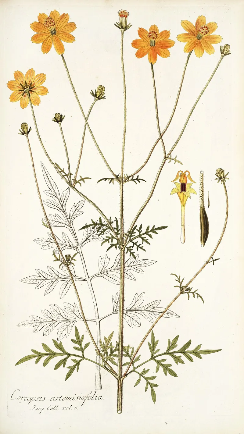 Coreopsis Artemisiaefolia Wall Art by Nikolaus Joseph Freiherr von Jacquin - High-Resolution Digital Print