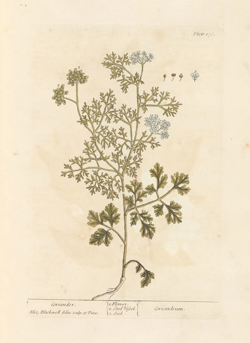 Coriander Wall Art by Elizabeth Blackwell - High-Resolution Digital Print