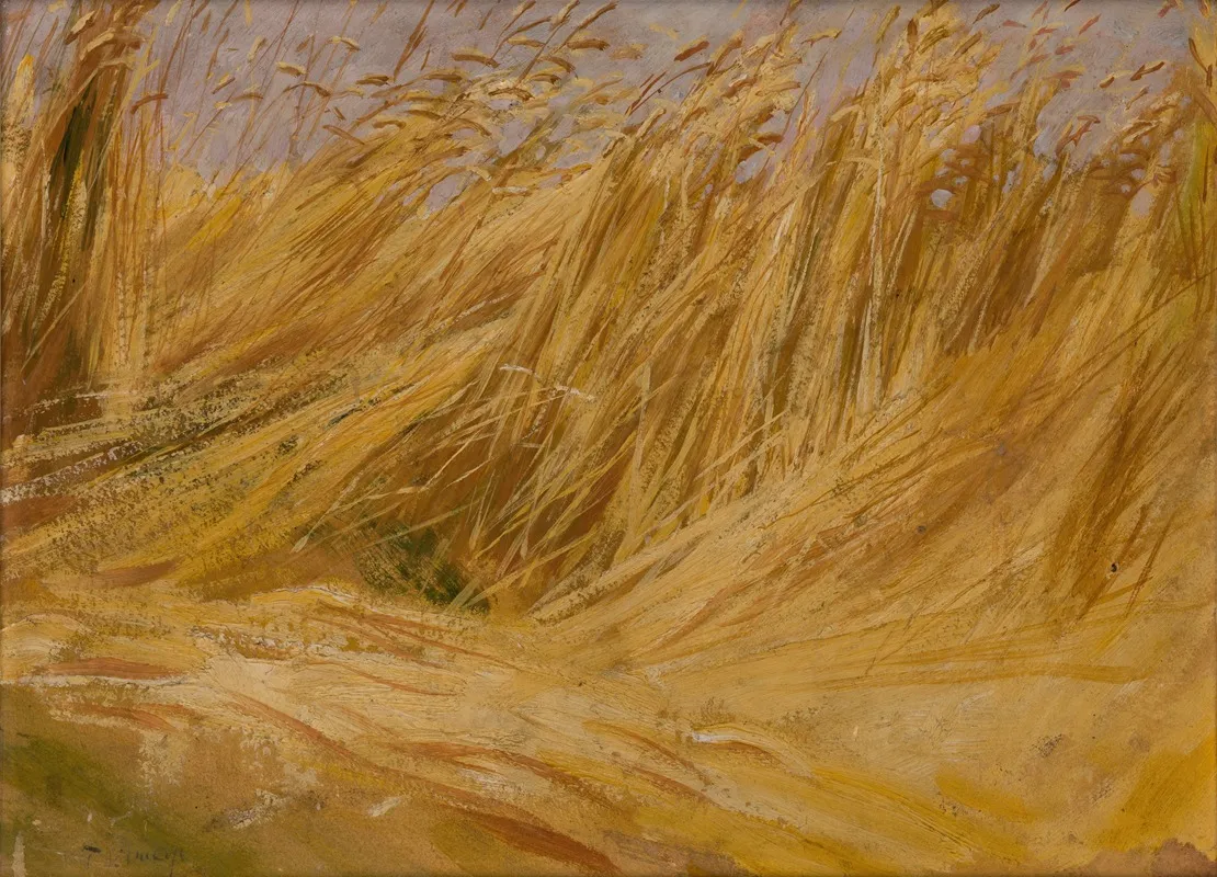 Corn Field Study