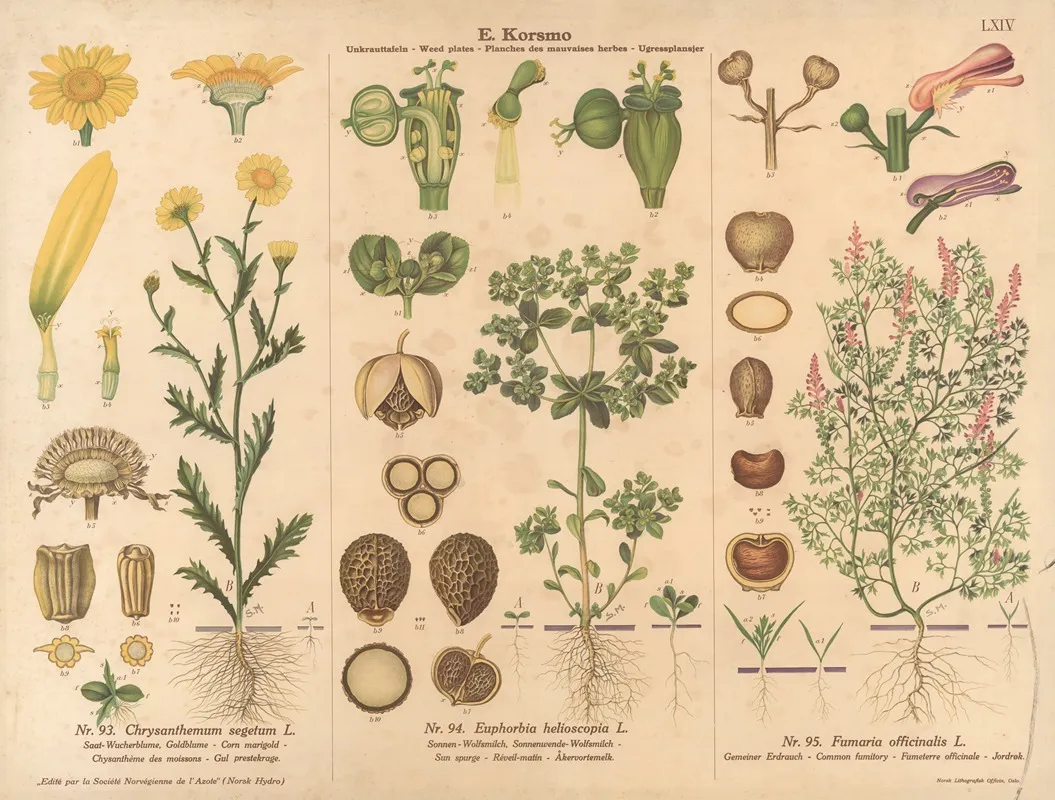 Corn Marigold Sun Spurge Wall Art by Knut Quelprud - High-Resolution Digital Print