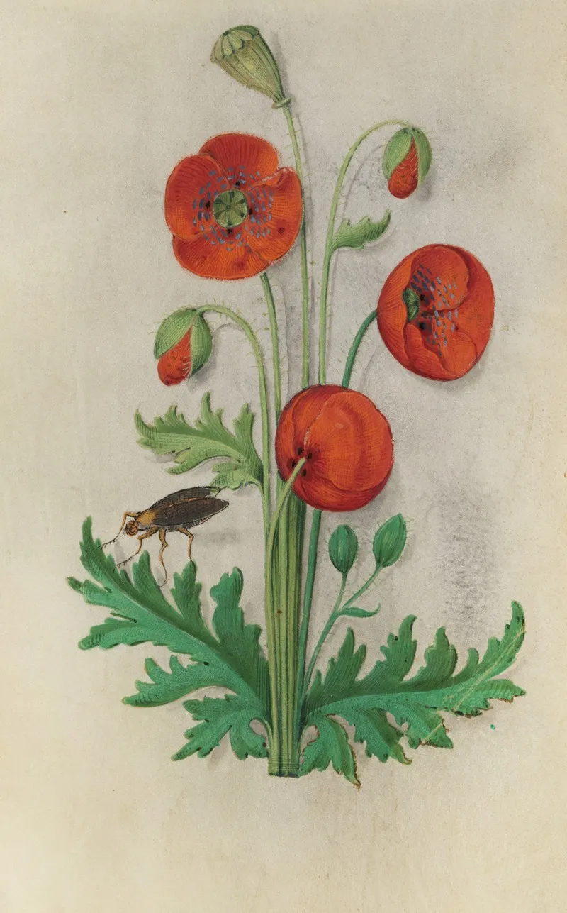 Corn Poppy Papaver Rhoeas With A Brown Fly Wall Art by Master of Claude de France - High-Resolution Digital Print