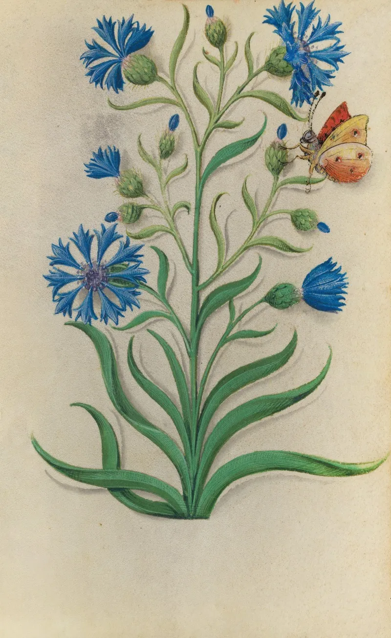 Cornflower Centaurea Cyanus With A Yellow And Red Butterfly Wall Art by Master of Claude de France - High-Resolution Digital Print